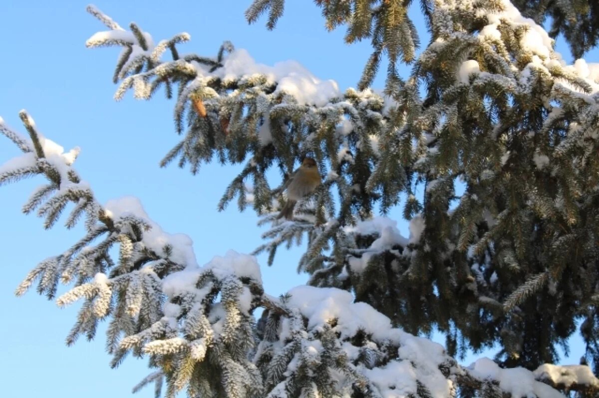   Синоптики рассказали о погоде на Урале во второй половине февраля