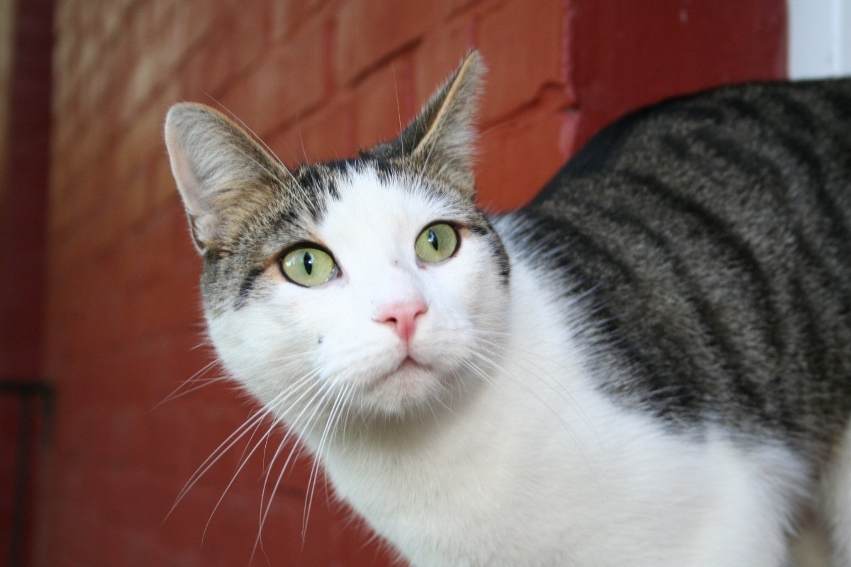 Фото с сайта: https://pxhere.com/en/photo/1359589