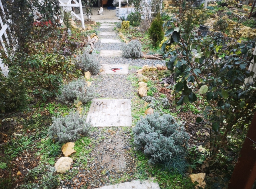 27 января 2026 года. Все розы с листьями