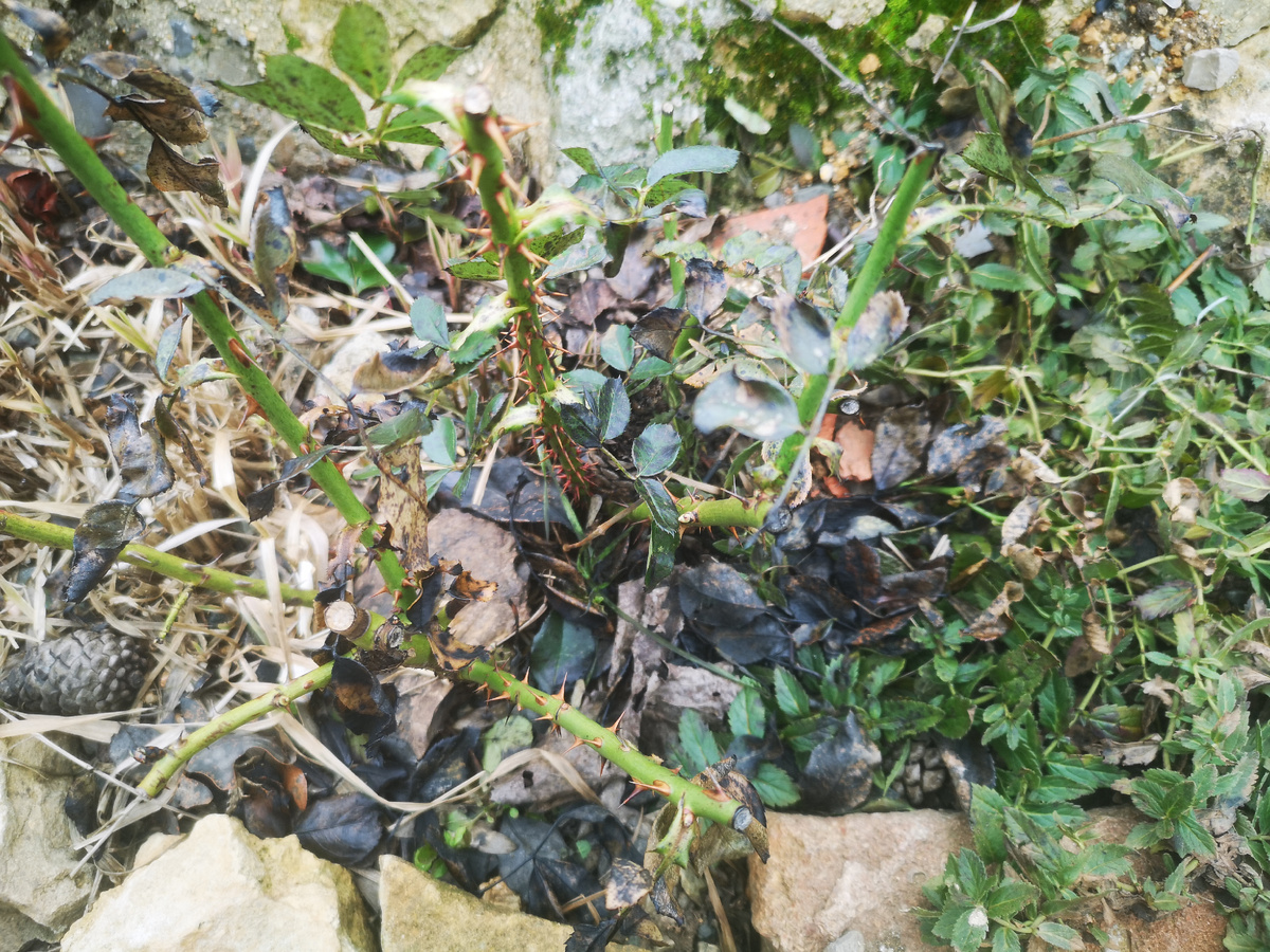 Правтические все листья внизу лежат