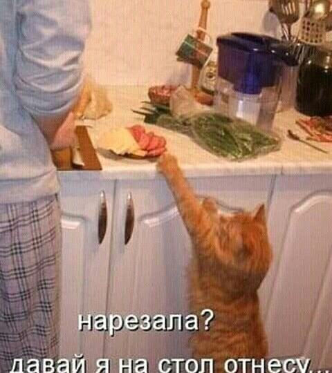 Мемы с котиками про еду