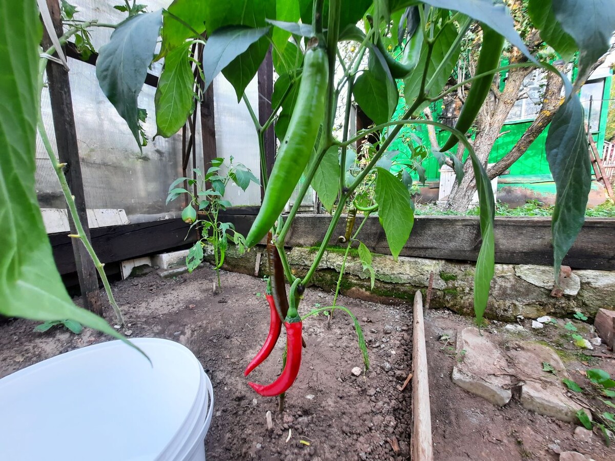 острый перчик в теплите зреет, 2025 год