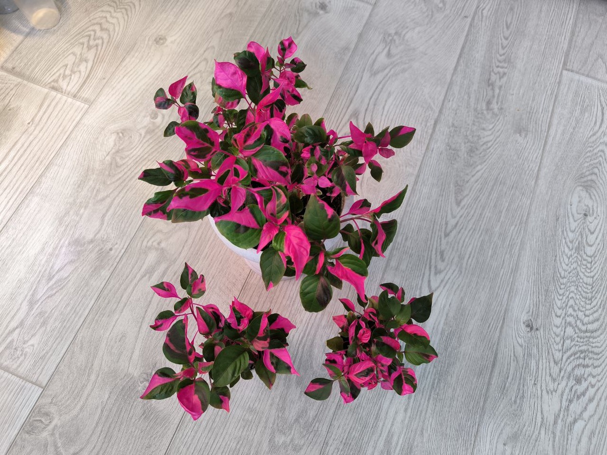 Альтернатера Party time