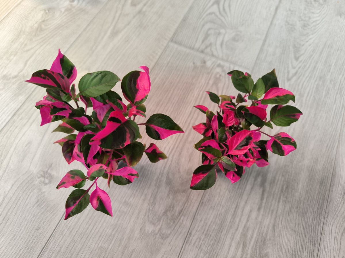 Это я готовлю кустики на продажу. Здесь несколько, 4-6 черенков в одном стаканчике