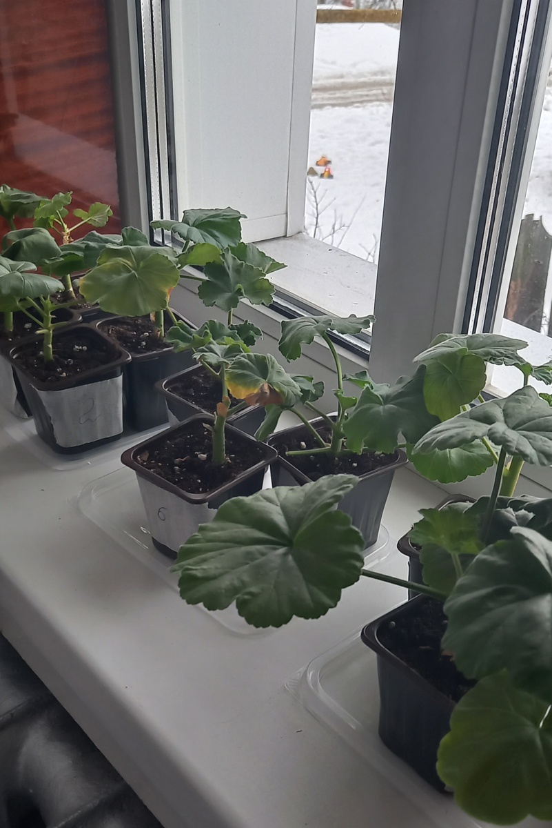 9 штучек стоят зелёные