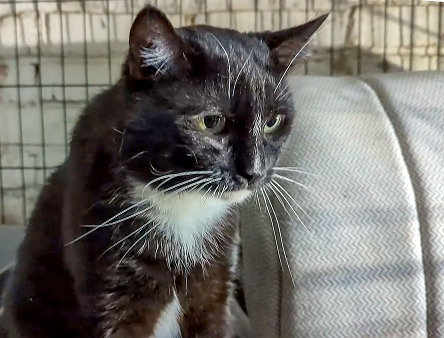 Фото предоставлено Орским краеведческим музеем