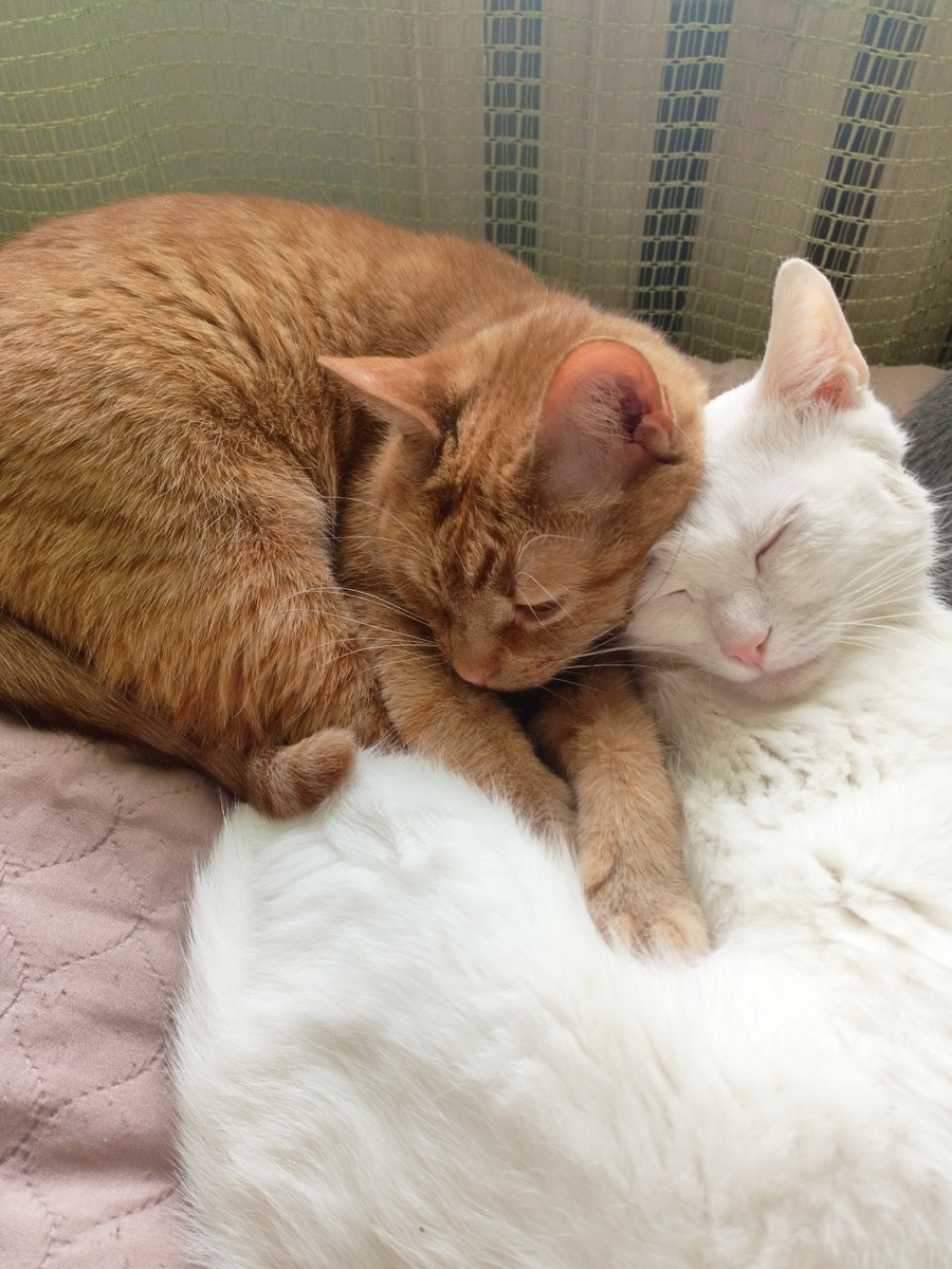 Хорошо живётся котикам, их денежные вопросы не волнуют.