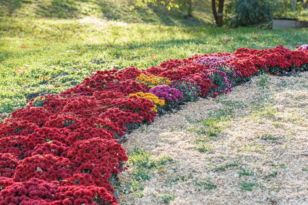 Вариант клумбы непрерывного цветения на садовом участке