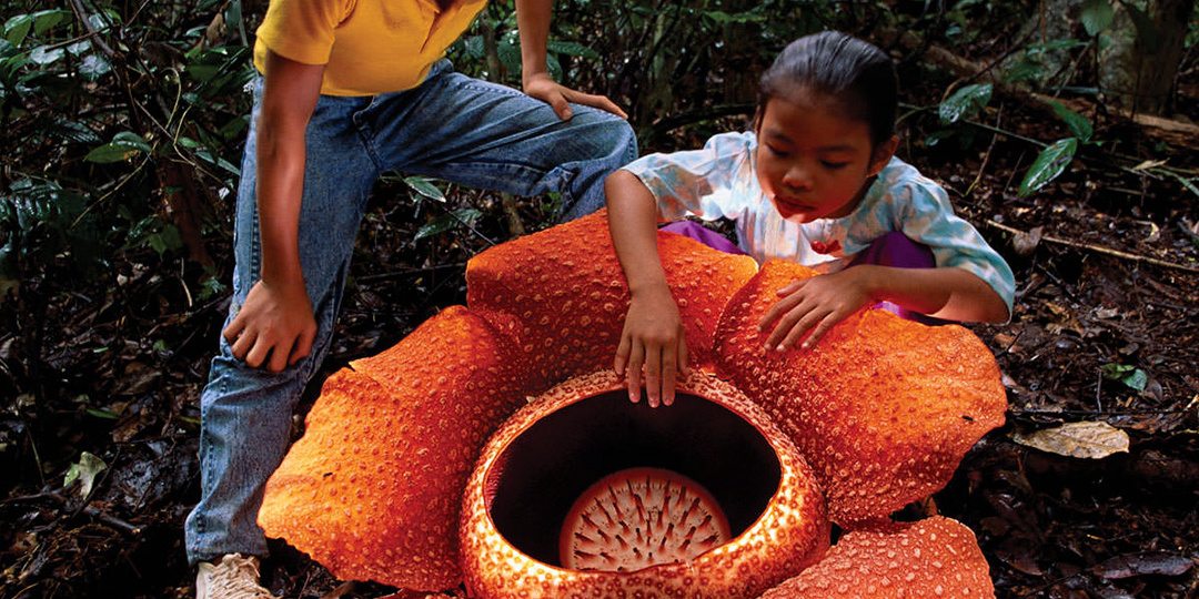 Раффлезия: цветок, который отказался быть растением