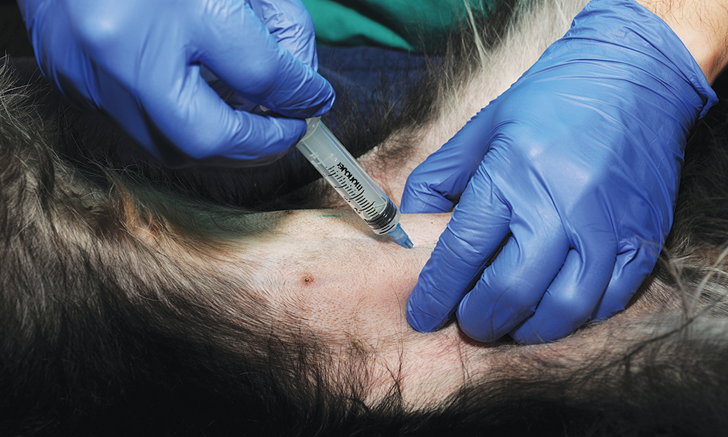 Правда ли, что мочу у кошки нужно брать только через прокол брюшной стенки