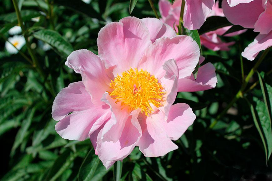 Немахровые пионы. Источник фото: https://divo-dacha.ru/cvety/maxrovye-polumaxrovye-piony-sorta/