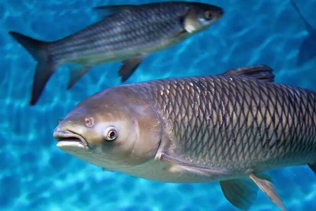    Фото: lenta.ru Анна Абрамова