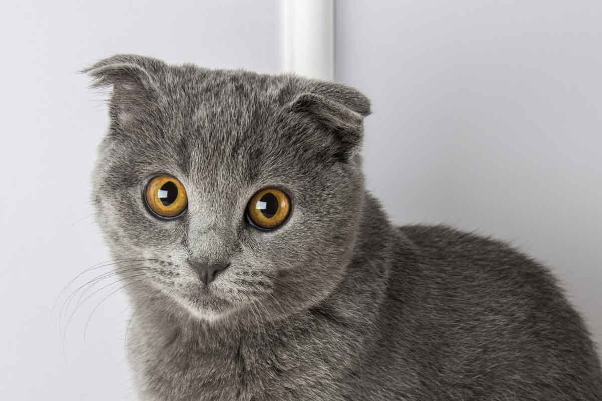 Фото с сайта: https://www.ellevetsciences.com/cbd-for-cats/feline-breed-profile-all-about-scottish-fold-cats/