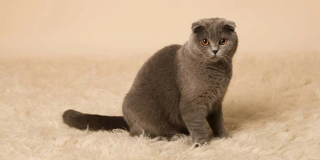 Шотландская вислоухая кошка: характер, уход, окрас и здоровье очаровательной, но уязвимой породы