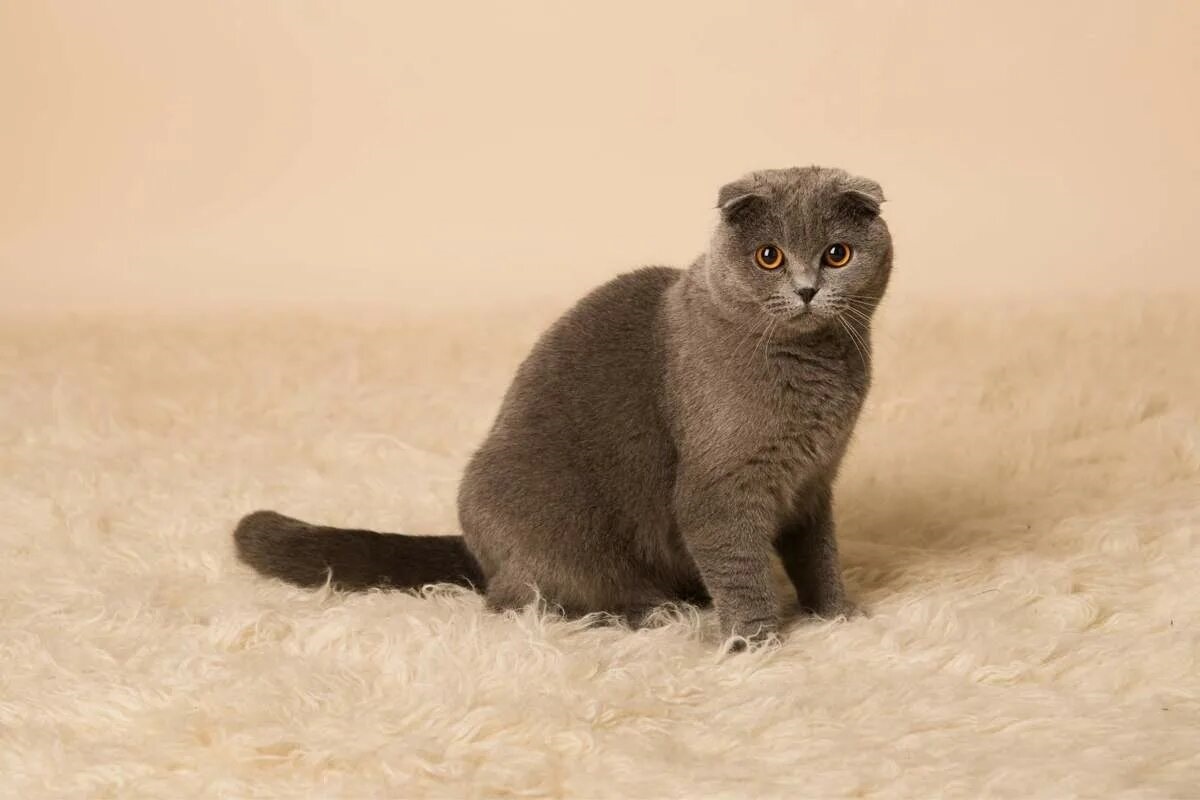 Фото с сайта: https://mungfali.com/explore/explore.php?q=Gatos%20Grandes