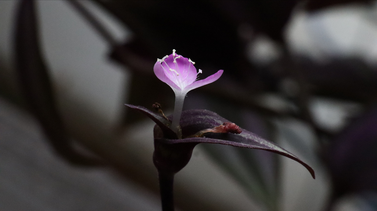 Цветок традесканции 