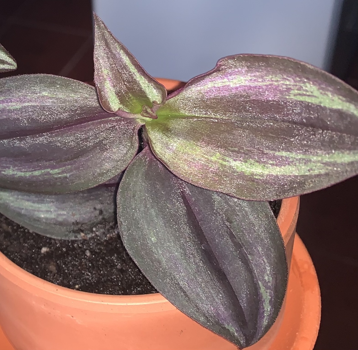 Такая она была, когда я на неё позарилась