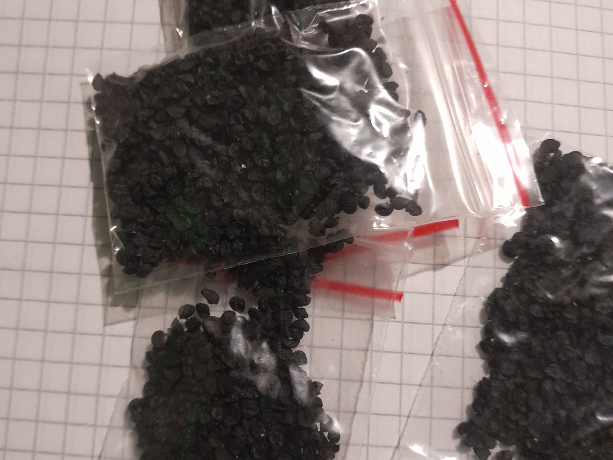 Семена чернушк