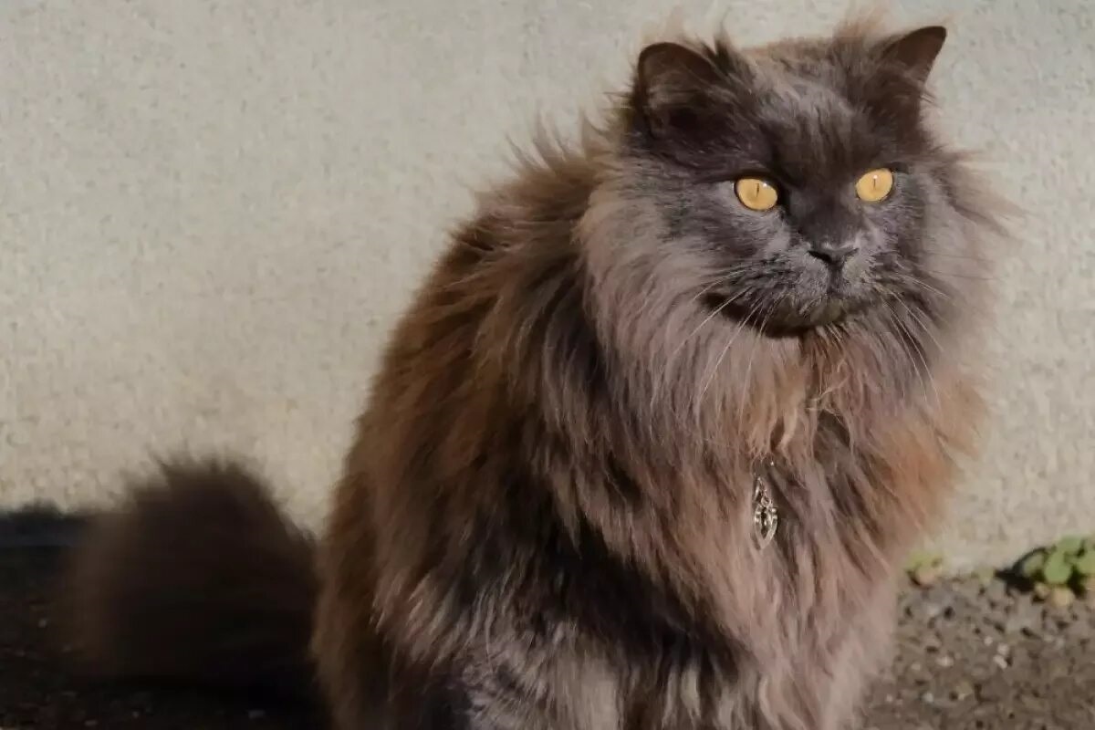 Фото с сайта: https://miau.bg/n-77557-Шантили-Тифани