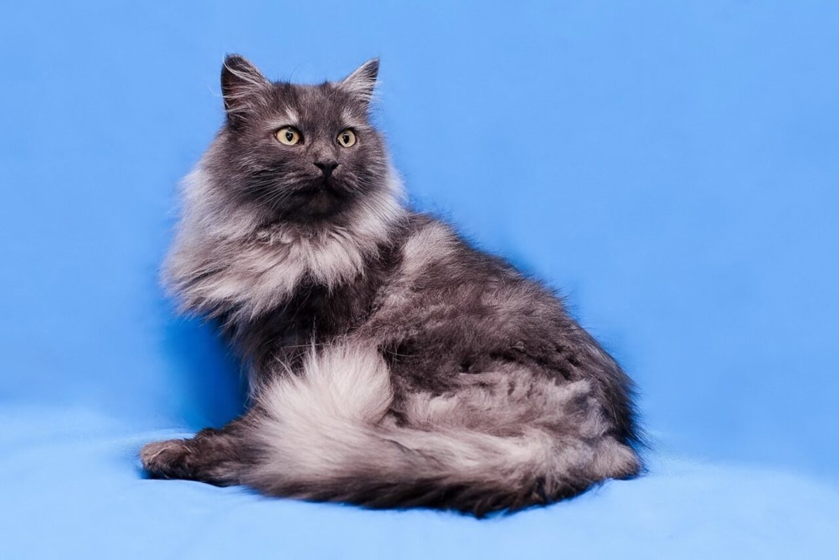 Фото сс сайта: https://my-rooli.ru/blog/20-sekretov-uxoda-i-soderzhaniya-tiffani-shantilli/