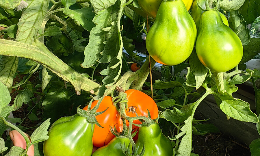 Моя статистика пересортов. Разные агрофирмы и частники. Все культуры!