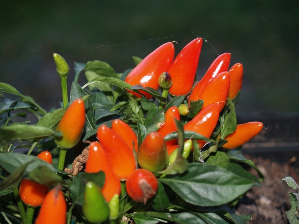 Острый перец Сальса – универсальный сорт