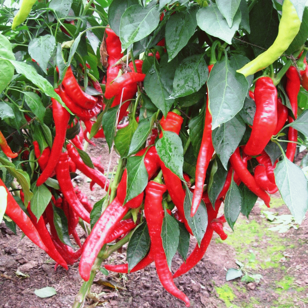 Острый перец Джокер — острый характер и непредсказуемые краски