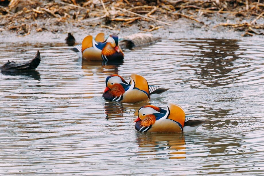 Если бы среди птиц проводили конкурс на самый сложный костюм, утка-мандаринка забрала бы все золотые медали. Источник фото - https://golnk.ru/ZwXGA