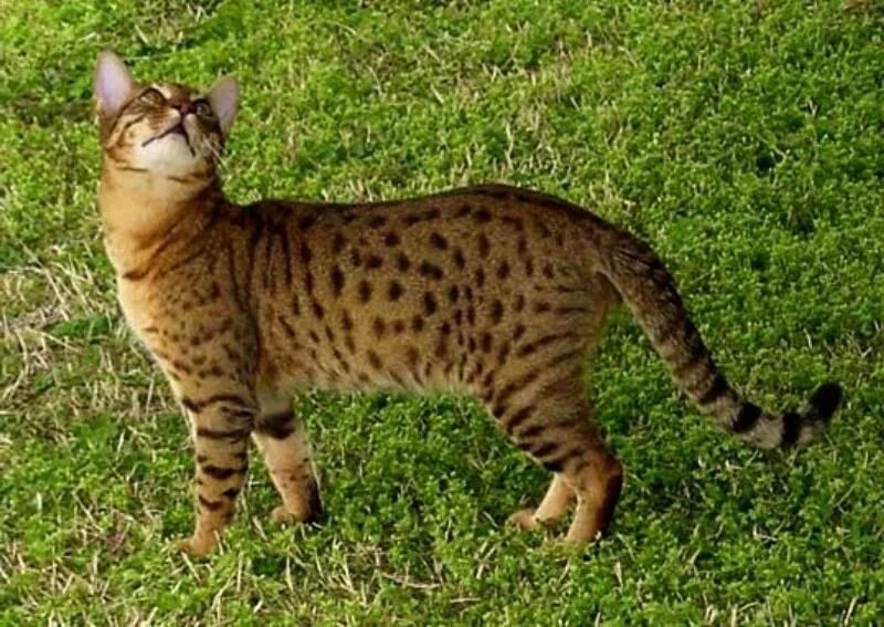 Фото с сайта: https://catbreeds.info/cheetoh