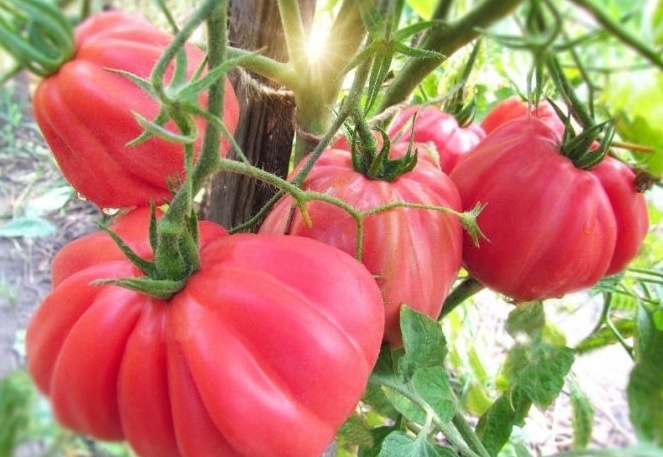 Томат Инжирный — томат с загадкой вкуса