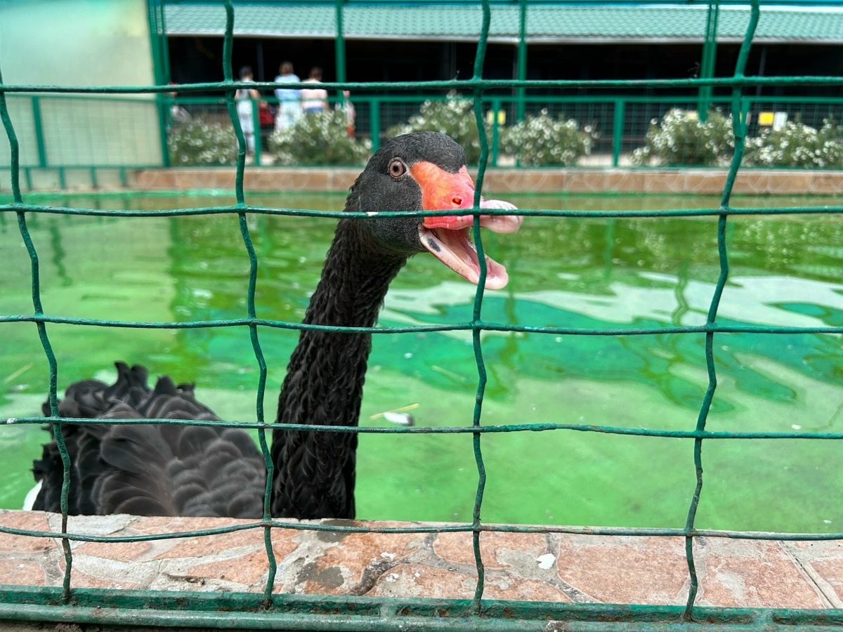    архив progorodsamara.ru