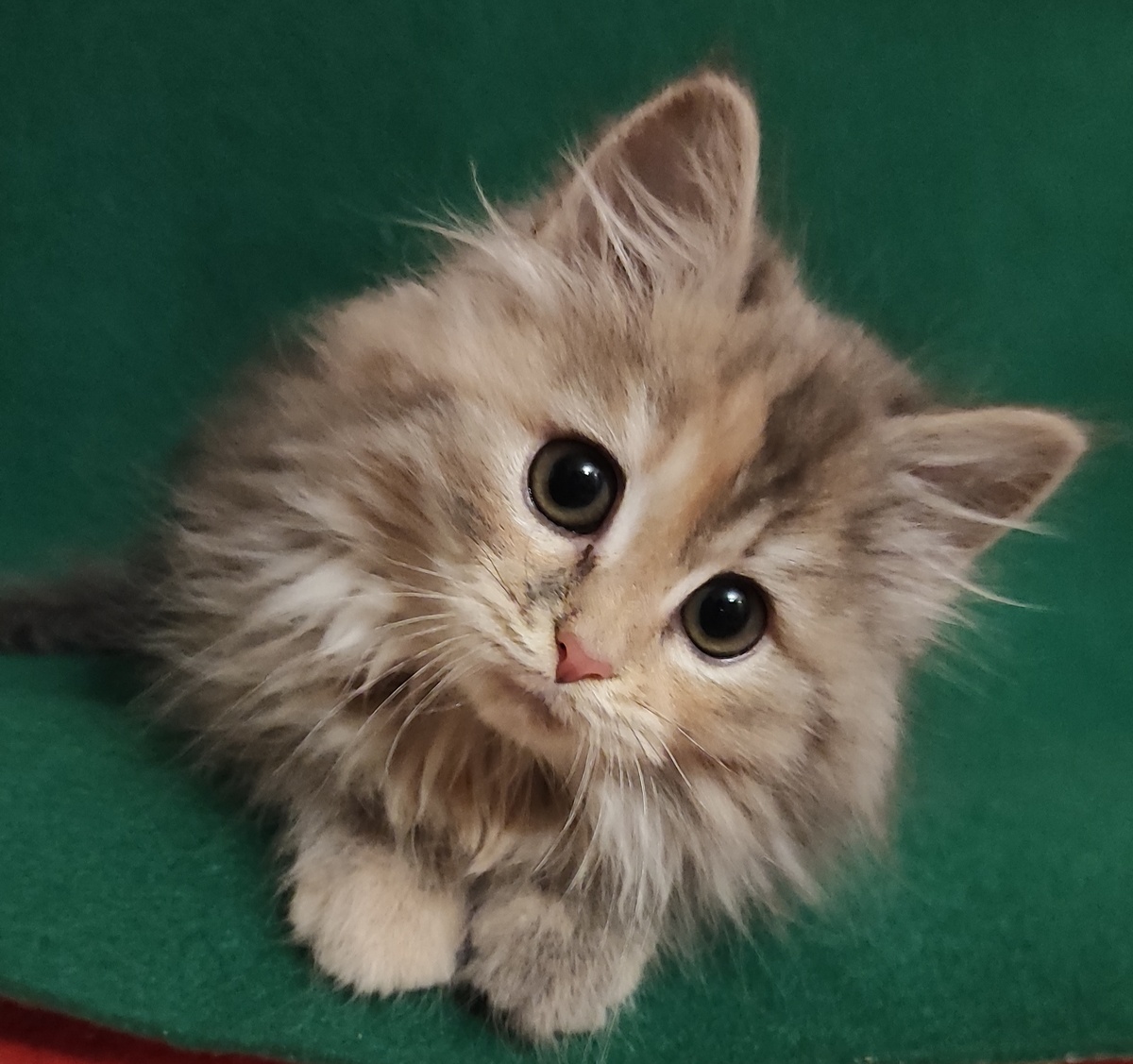 Любопытная Юка