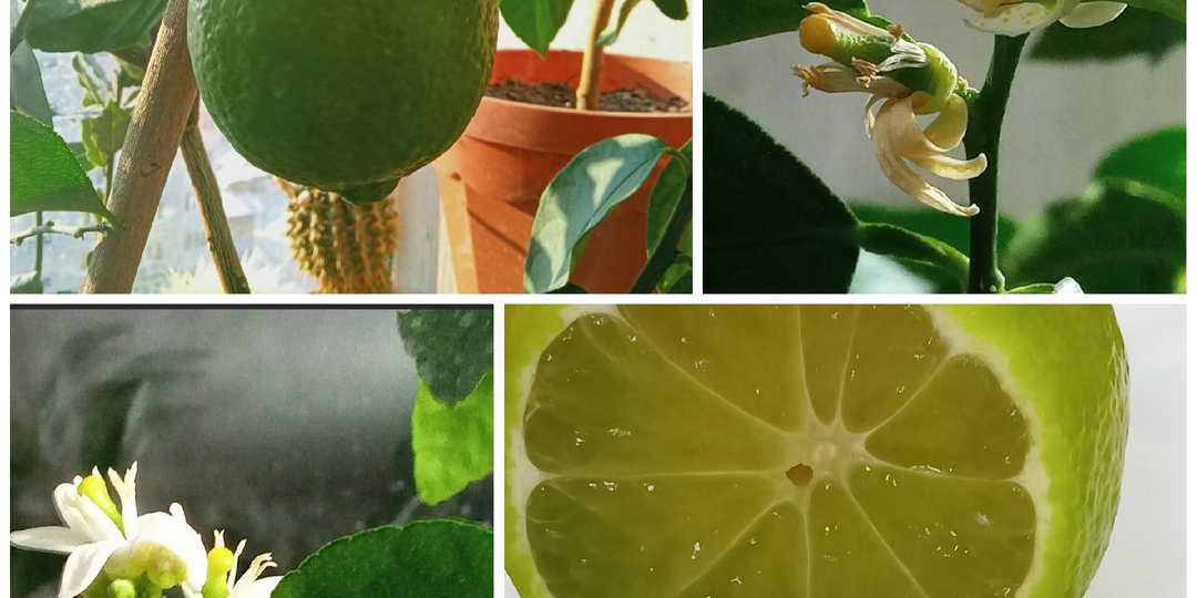 Мои сорта цитрусовых растений для домашнего выращивания. Лаймы и лиметты. Часть 2.