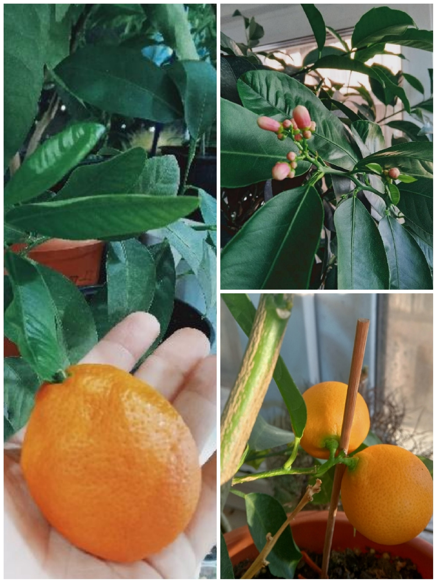 Лайм Рангпур