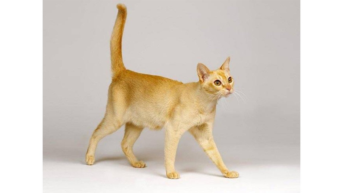 Фото с сайта: https://pets.mail.ru/news/stala-izvestna-samaya-redkaya-poroda-koshek-v-2024-godu/