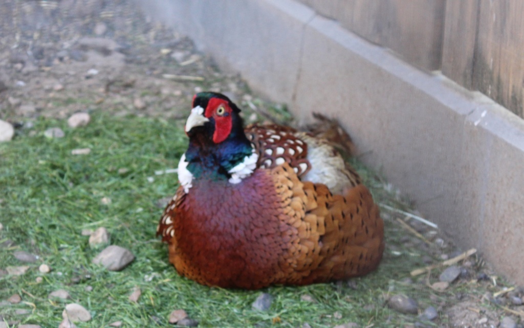  Охотничий фазан