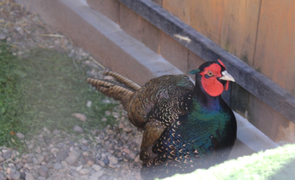 Румынский фазан