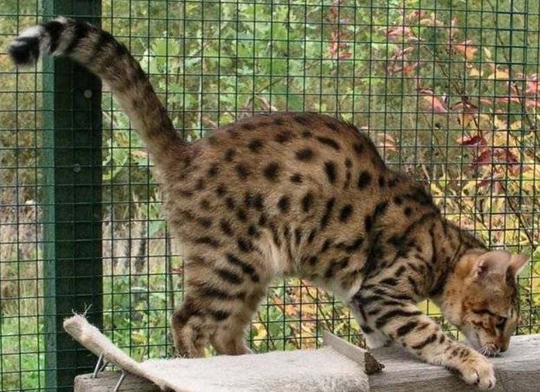 Фото с сайта: https://blog.petibom.com/kedi-cinsleri/ussuri/