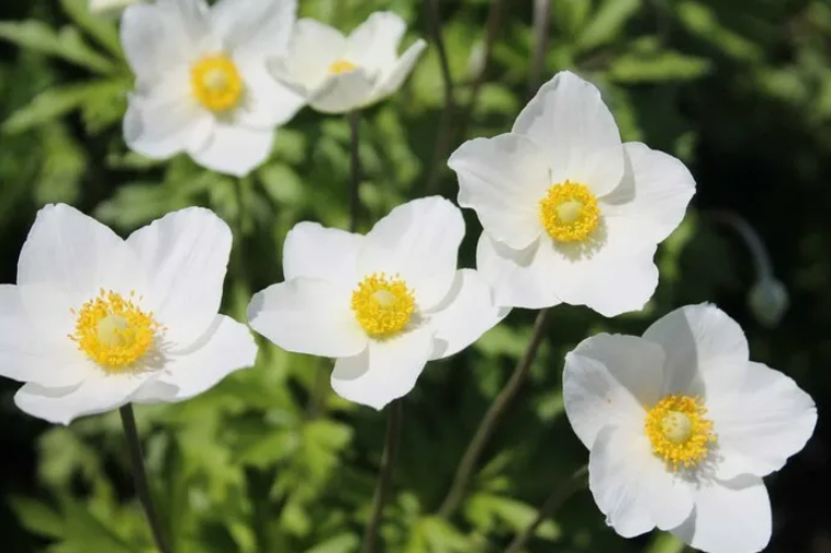 Эти ЦВЕТЫ вытеснят все сорняки + привлекают полезных насекомых