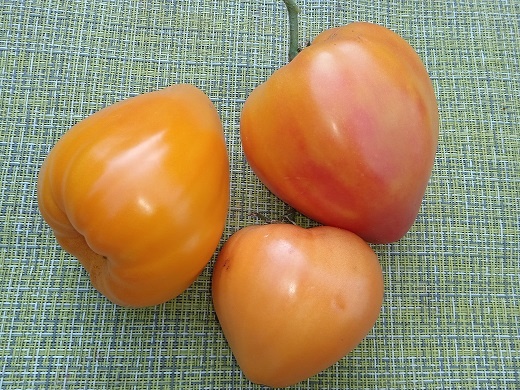 Моё любимое Бычье сердце