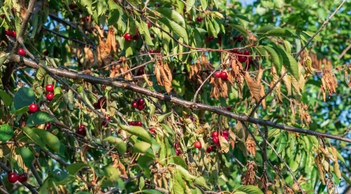 Сохнут листья на черешне весной? Экстренная помощь саду без химической атаки