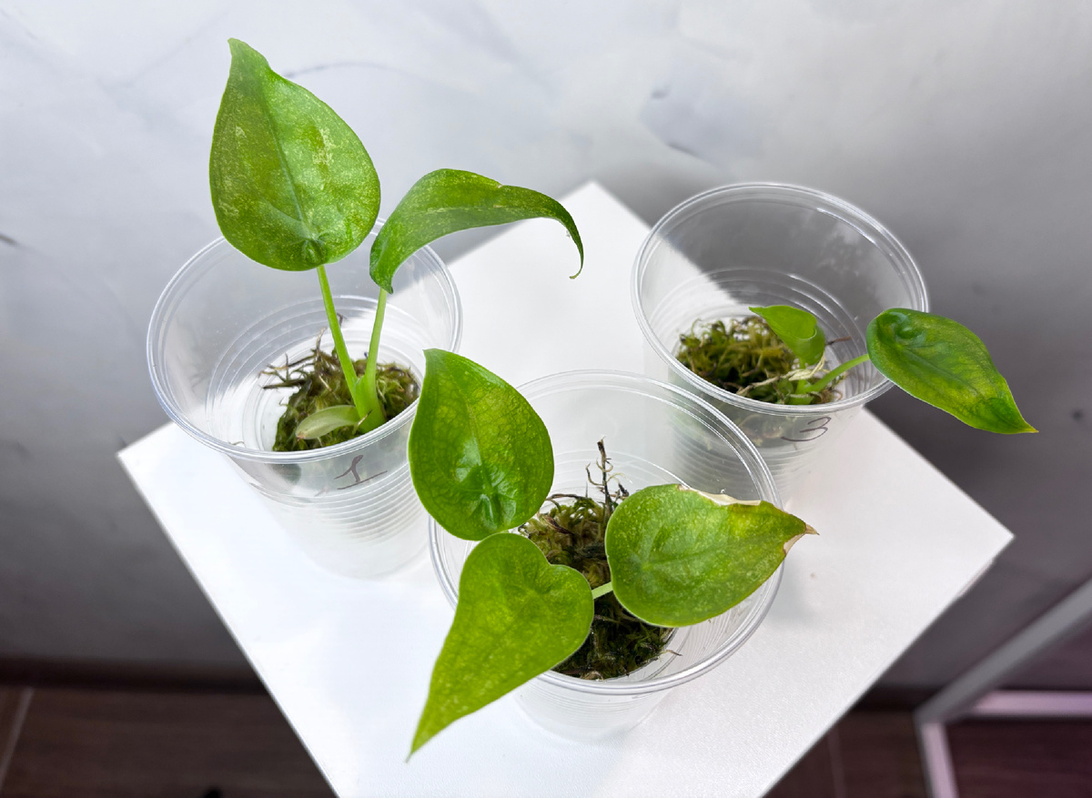 Алоказия Кукулата