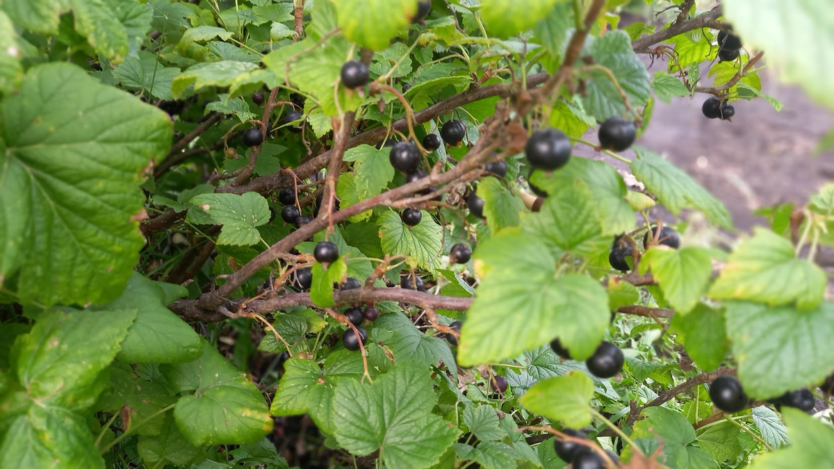 На даче у родителей позапрошлым летом
