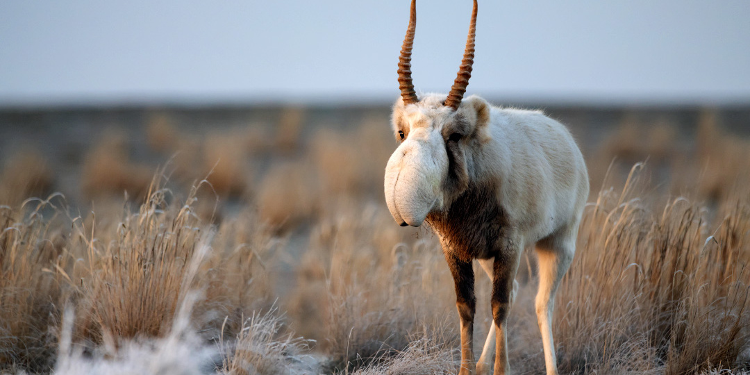 Единственная антилопа Европы
