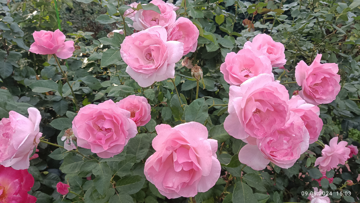 Куин Элизабет