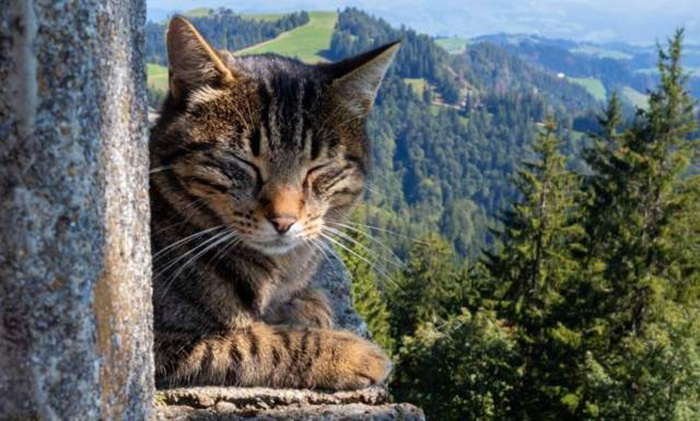 Коты - весьма уважаемые домашние питомцы.