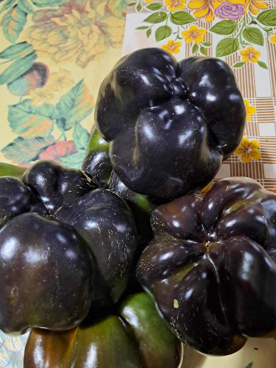 фото Ауры-автора канала