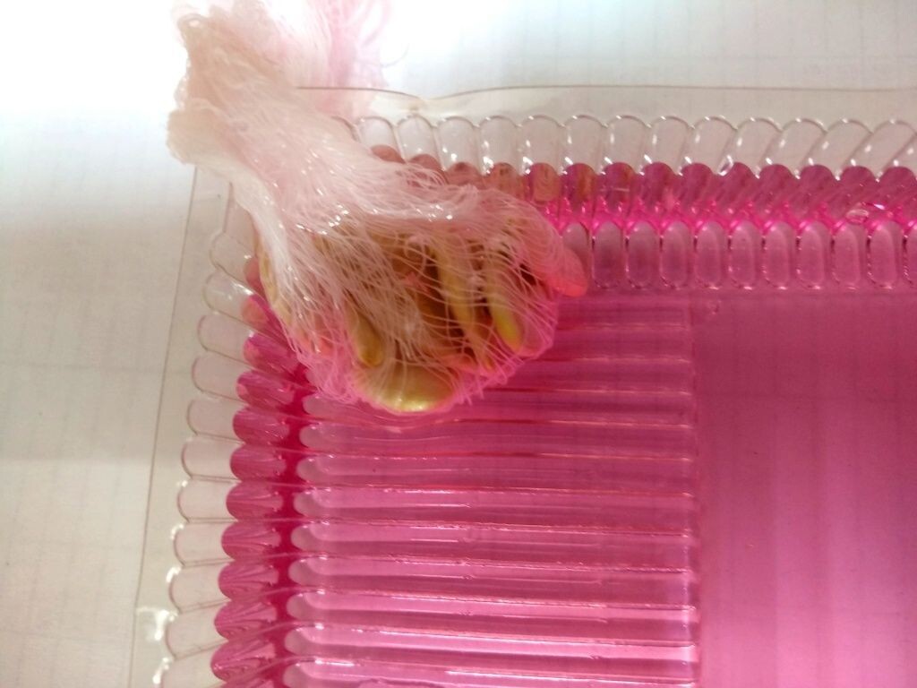  Семена в растворе марганцовки