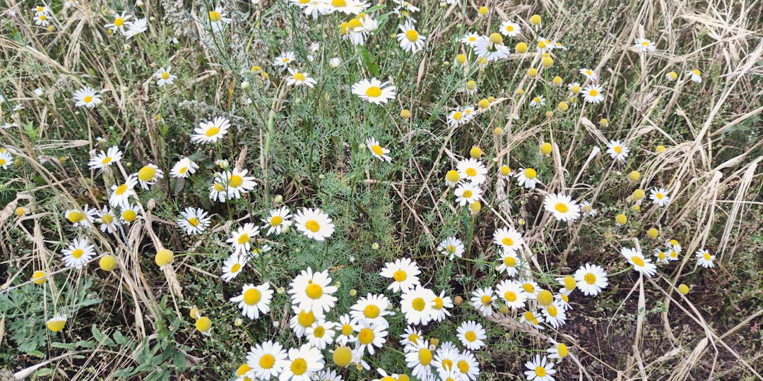 Тайна любовницы. Глава 16.