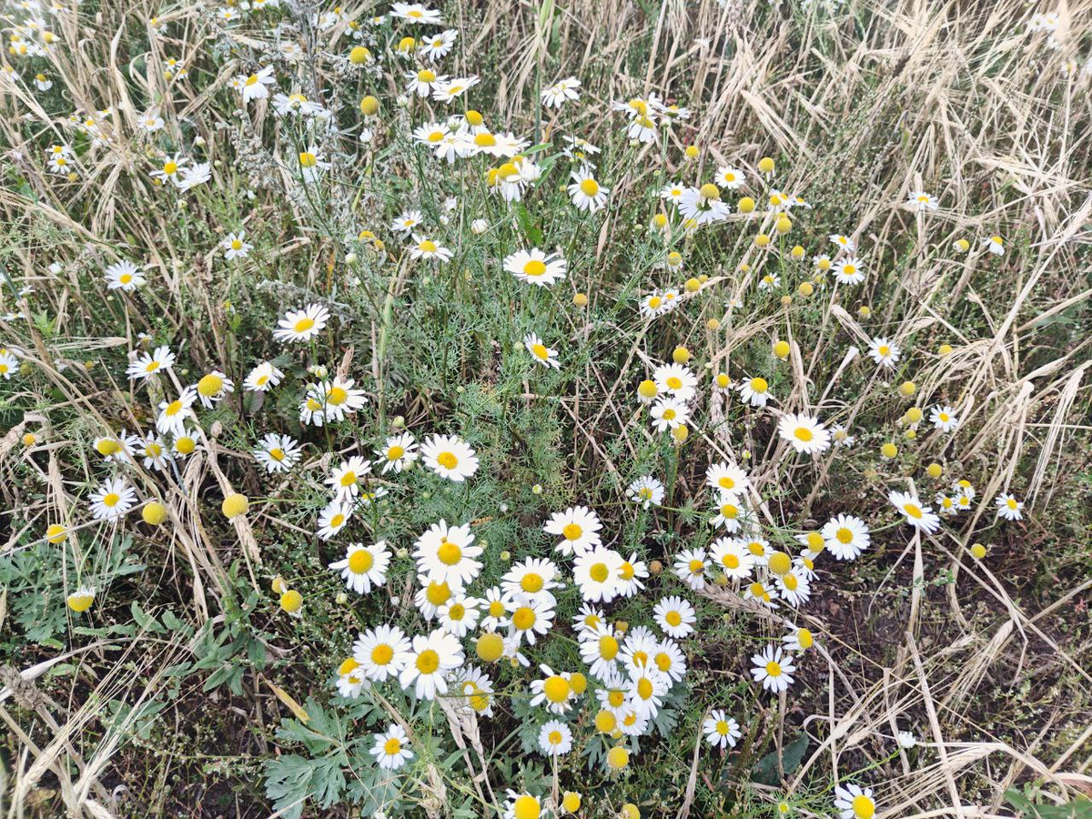 Фото автора.